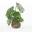 Monstera dans un pot de fleurs en rotin