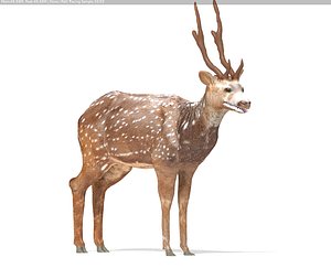 3d spotted deer