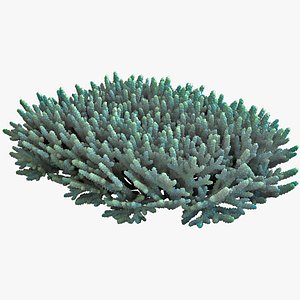 Acropora Coral 2