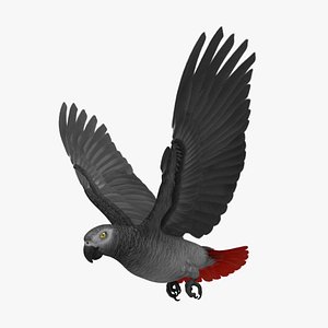 psittacus erithacus african grey 3d obj