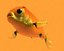 gold fish 3d model