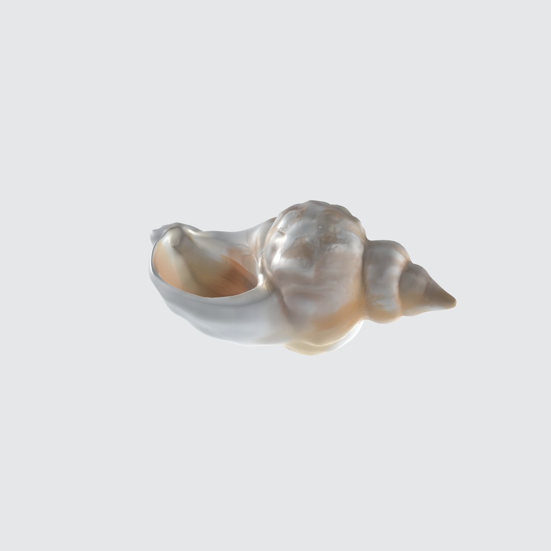 Seashell Conch Spiral Shape 3D - TurboSquid 2268813