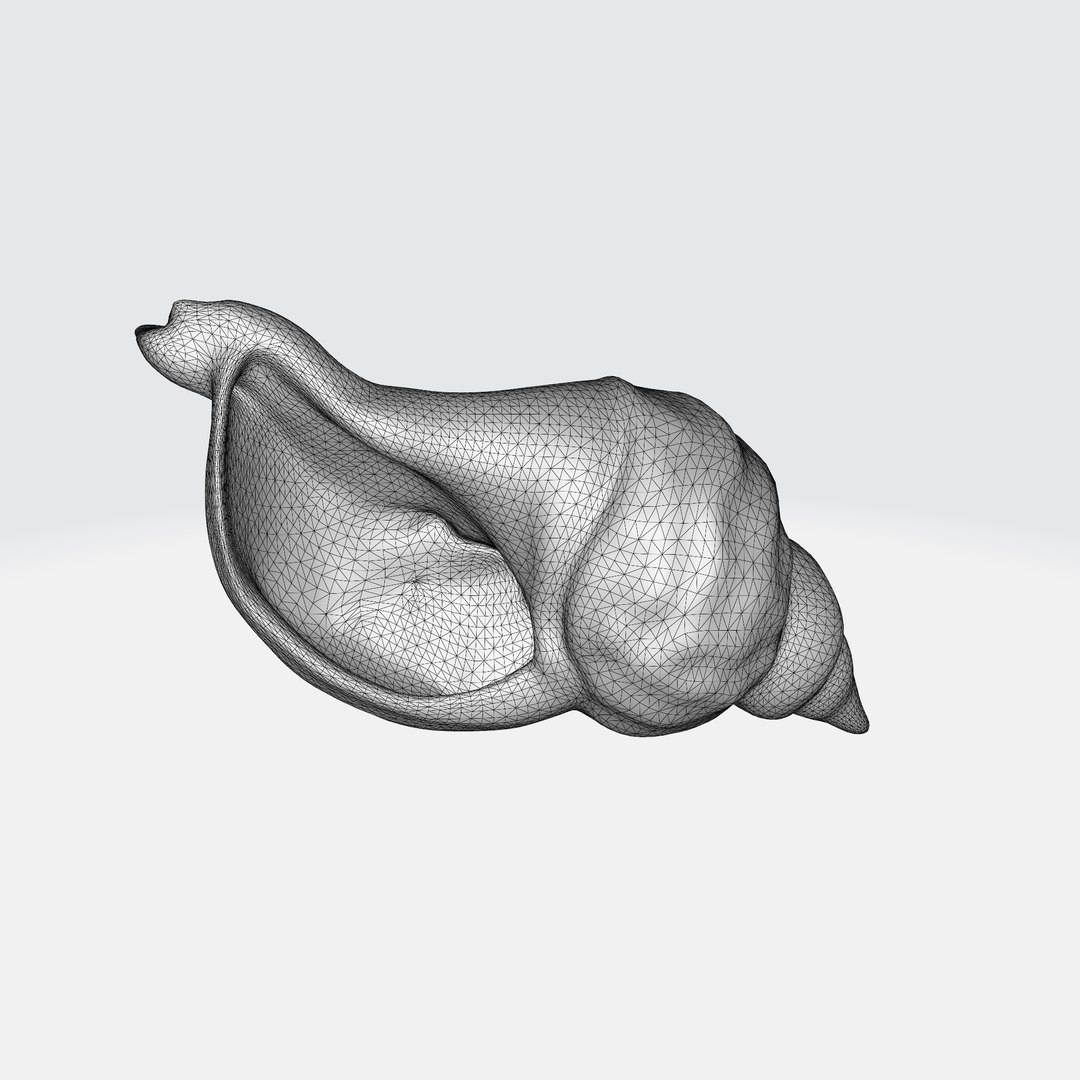 Seashell Conch Spiral Shape 3D - TurboSquid 2268813