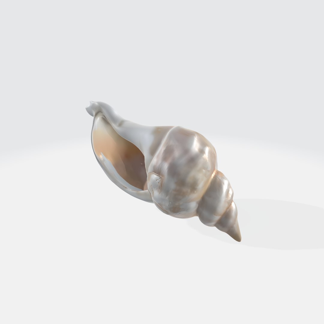 Seashell Conch Spiral Shape 3D - TurboSquid 2268813