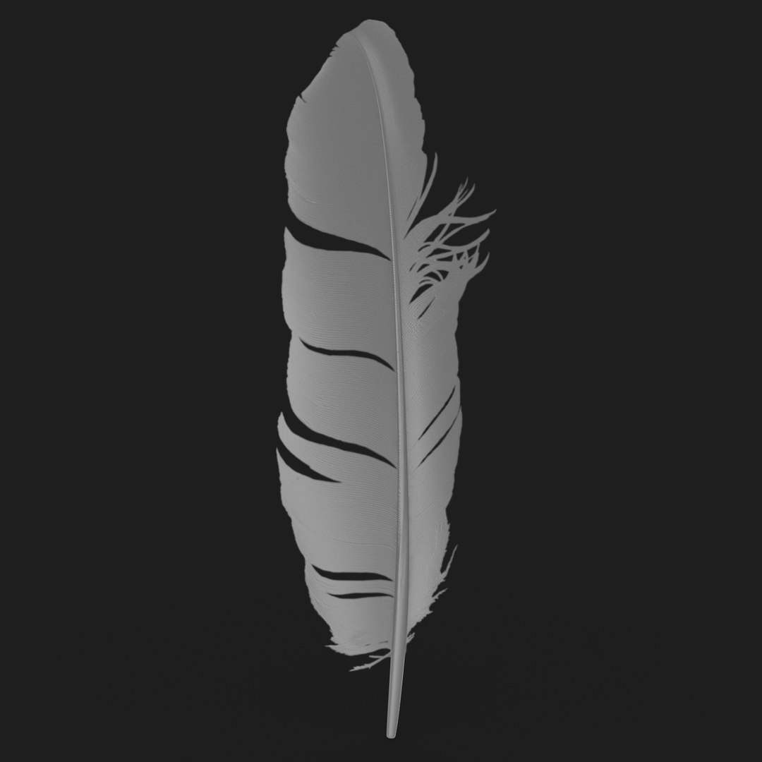 3D Realistic Pigeon Feather - TurboSquid 1196023