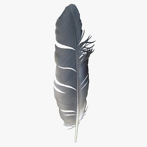 3D realistic pigeon feather