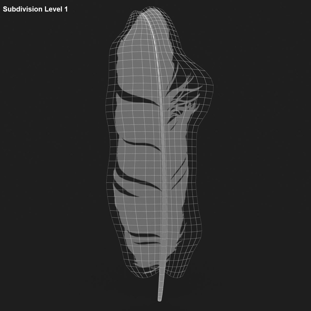 3D Realistic Pigeon Feather - TurboSquid 1196023