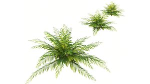 Fern 3D model
