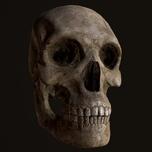 3d skull model