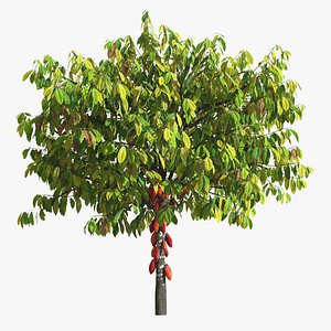 Ripe Theobroma Cacao Tree with Red Fruits 3D model