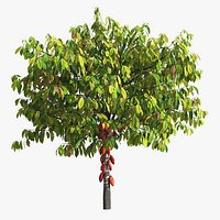 Ripe Theobroma Cacao Tree with Red Fruits