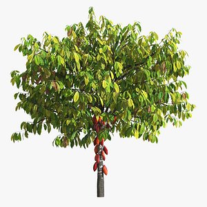 Ripe Theobroma Cacao Tree with Red Fruits