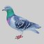 Fully Rigged Standing and Flying Pigeon 3D model