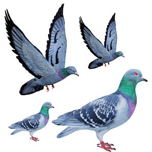 Fully Rigged Standing and Flying Pigeon 3D model