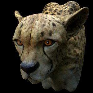 Cheetah Head