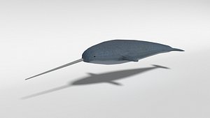 3D narwhal quads ready model