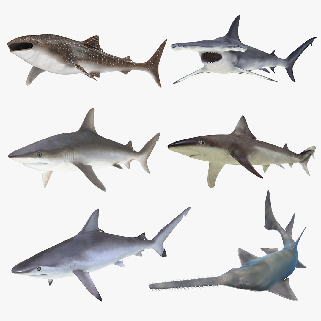 Rigged Sharks Collection 7 3D model preview