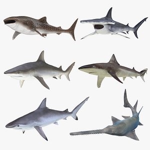 3D rigged sharks 7
