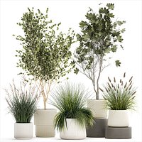 Beautiful bushes trees and grass in a flower pot for decoration 1286