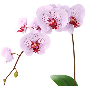 realistic orchid flower 3d model