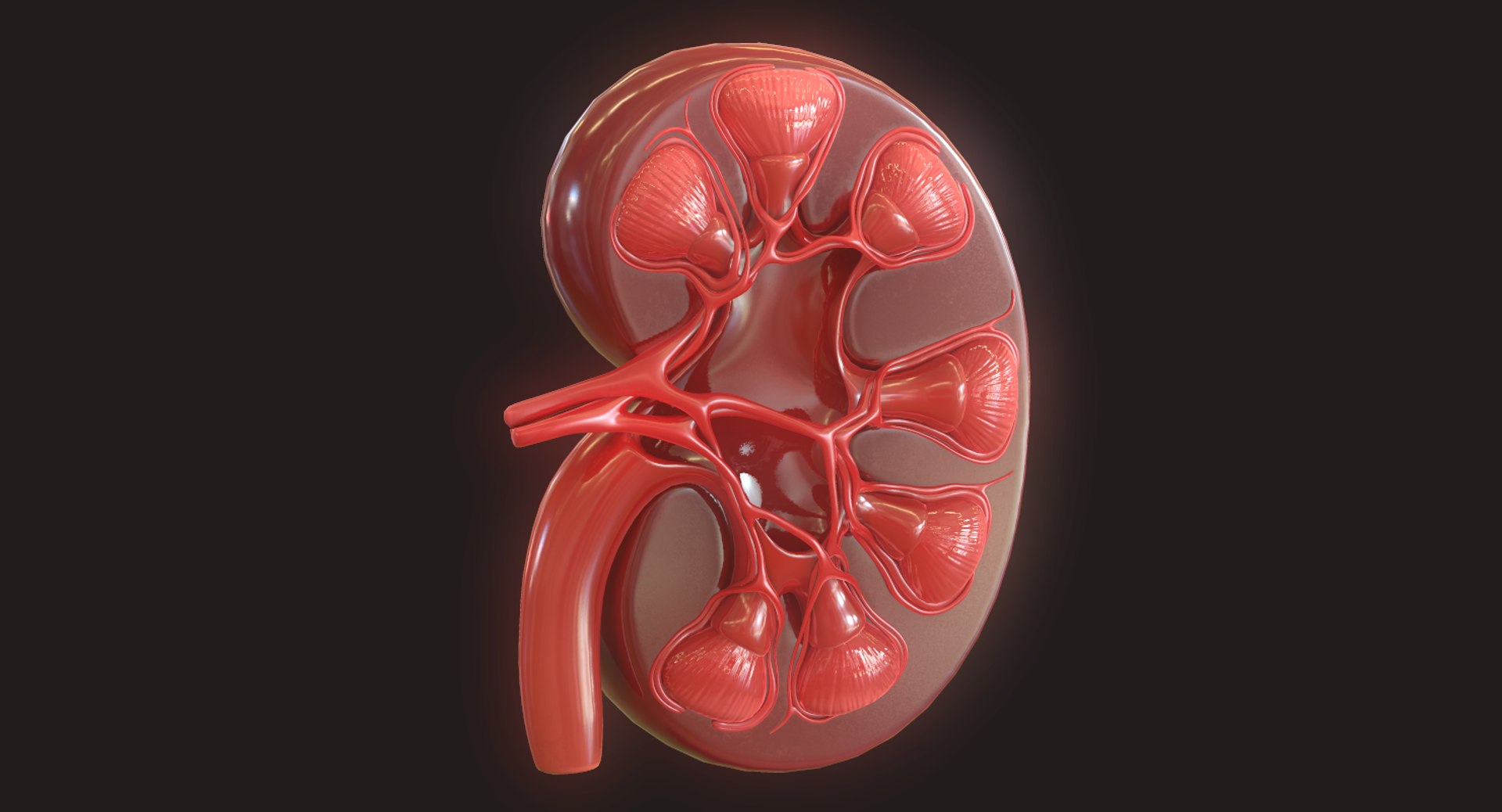 3D Human Kidney - TurboSquid 1423345