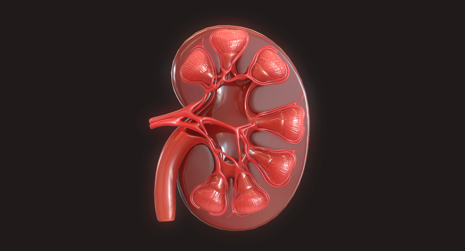 3D Human Kidney - TurboSquid 1423345