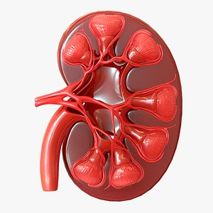 3D human kidney
