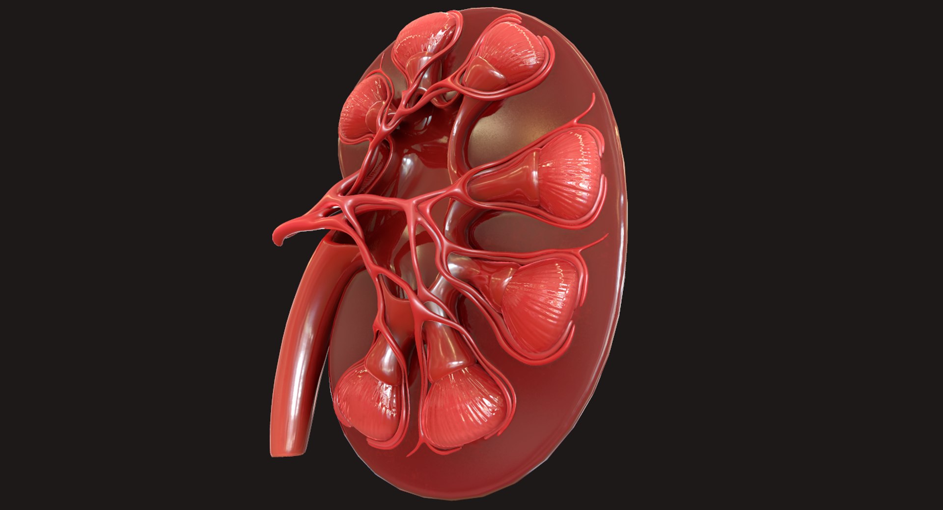 3D Human Kidney - TurboSquid 1423345