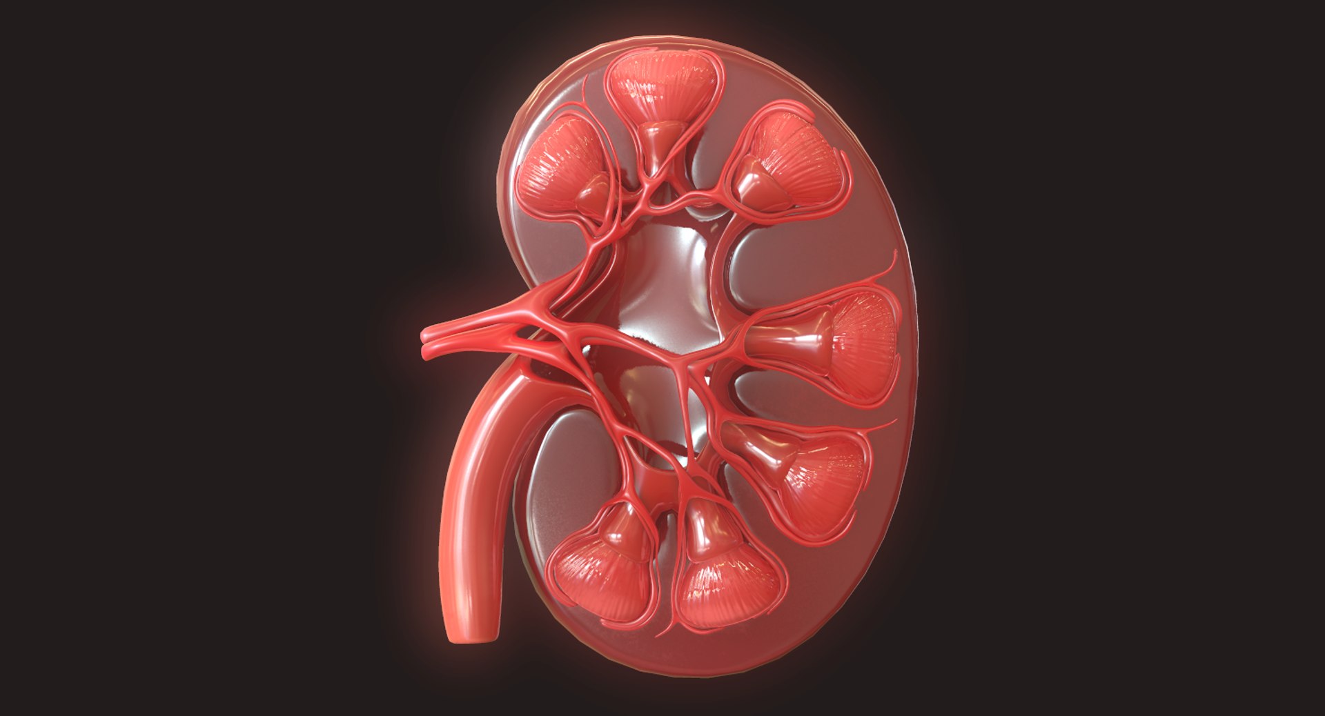 3D Human Kidney - TurboSquid 1423345