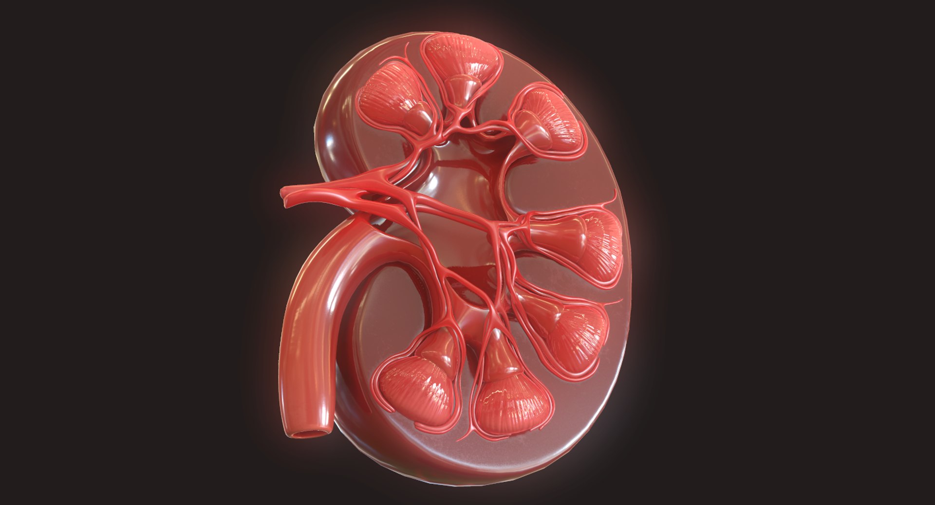 3D Human Kidney - TurboSquid 1423345