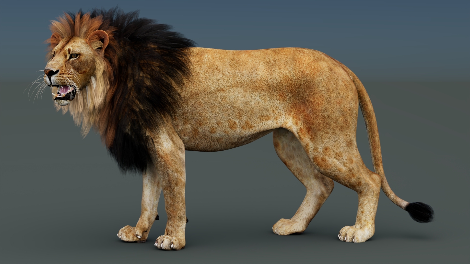 3D model Rigged Lion 3D Model https://p.turbosquid.com/ts-thumb/AR/qVudjJ/GN/riggedlion3dmodel360view/jpg/1785753199/1920x1080/turn_fit_q99/5c336569cada33c17bbcad660c3bdaf29e795986/riggedlion3dmodel360view-1.jpg