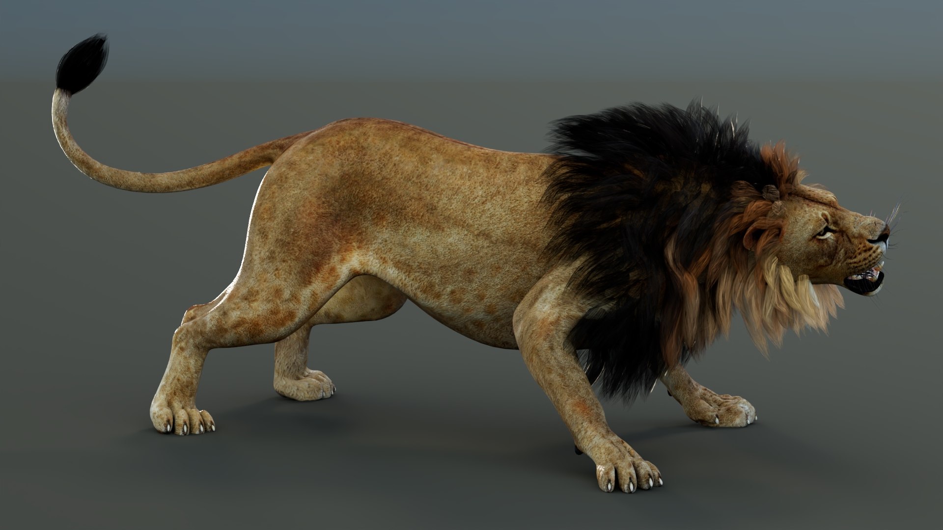 3D model Rigged Lion 3D Model https://p.turbosquid.com/ts-thumb/AR/qVudjJ/SO/riggedlion3dmodelgamereadypbr09/jpg/1785699102/1920x1080/fit_q87/67f92e7bc1ef92b1489ee16310b6469d7d543742/riggedlion3dmodelgamereadypbr09.jpg