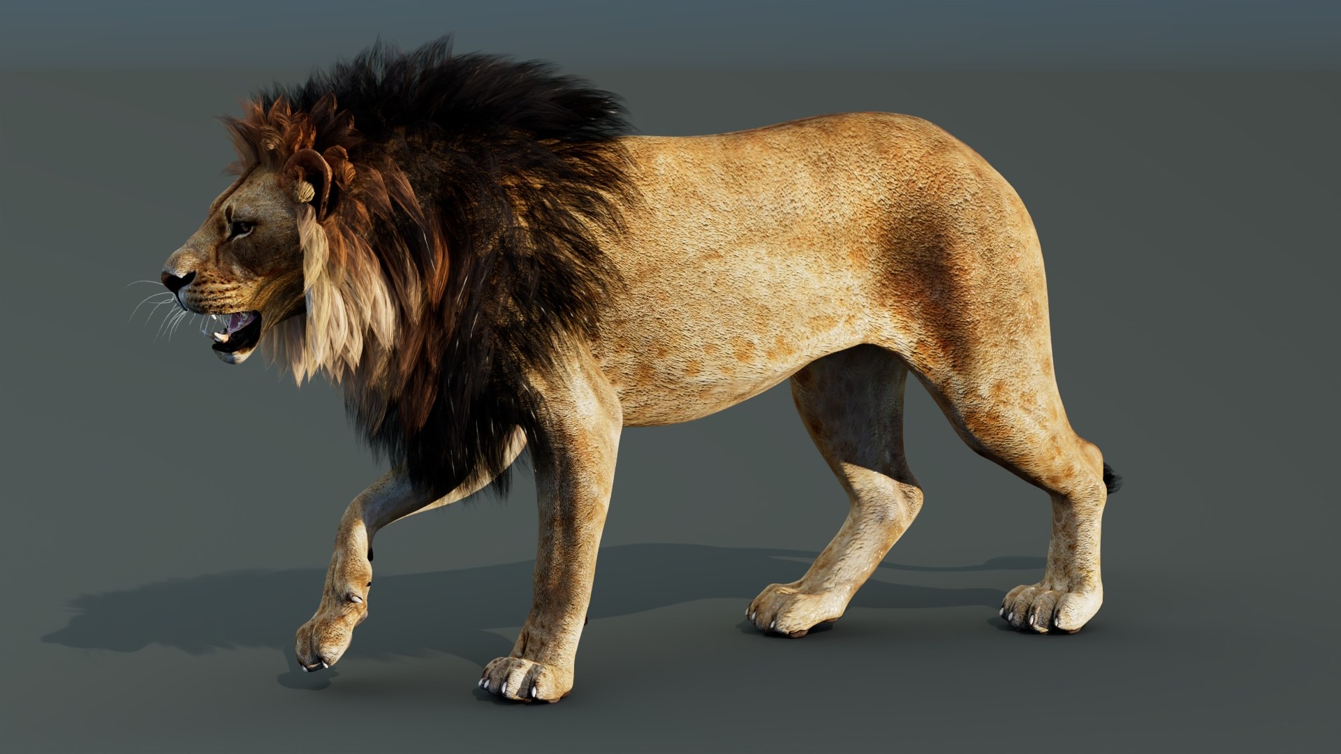 3D model Rigged Lion 3D Model https://p.turbosquid.com/ts-thumb/AR/qVudjJ/aW/riggedlion3dmodelgamereadypbr05/jpg/1785699100/1920x1080/fit_q87/3dceb7aac1cdf260e2b89fb597a362b558f4d473/riggedlion3dmodelgamereadypbr05.jpg