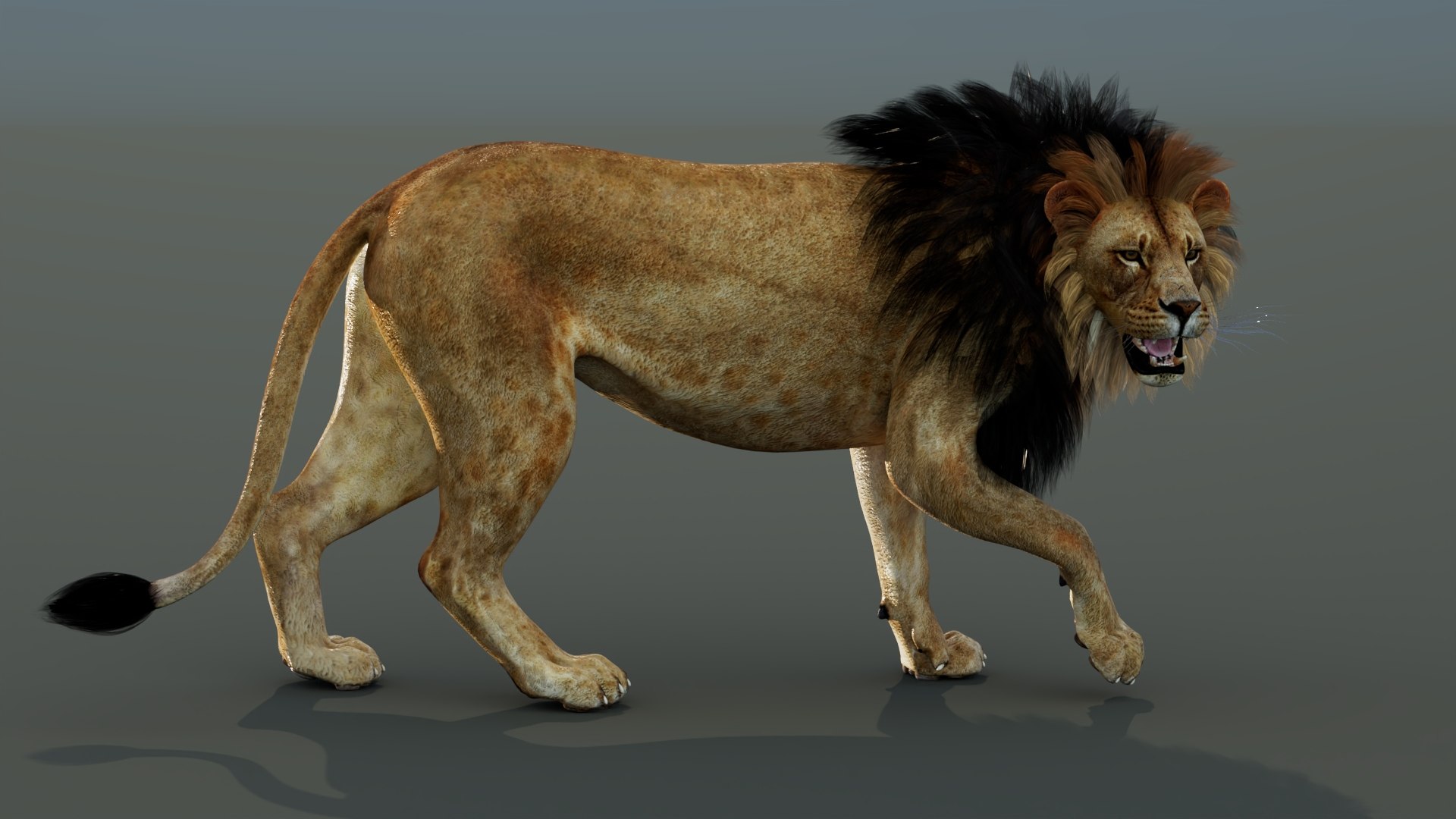 3D model Rigged Lion 3D Model https://p.turbosquid.com/ts-thumb/AR/qVudjJ/se/riggedlion3dmodelgamereadypbr04/jpg/1785699100/1920x1080/fit_q87/d86af15334c14e4983b9de9e5dcb1e20d83de48e/riggedlion3dmodelgamereadypbr04.jpg