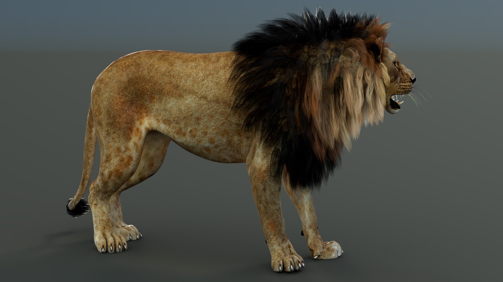 3D model Rigged Lion 3D Model https://p.turbosquid.com/ts-thumb/AR/qVudjJ/u1/riggedlion3dmodelgamereadypbr11/jpg/1785699103/1920x1080/fit_q87/8592c9c7fdccabaf24a2e225364f4e9bb006686c/riggedlion3dmodelgamereadypbr11.jpg