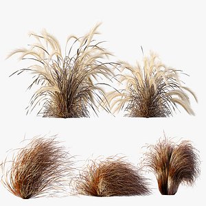 AV Carex Testacea Orange Sedge Grass Prairie Fire and Nassella Tenuissima fall