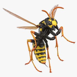 Paper Wasp Stinging