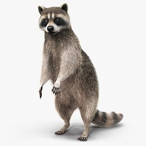 3D Raccoon Standing Pose Fur