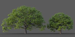 3D XfrogPlants California Black Oak - Quercus Kelloggii