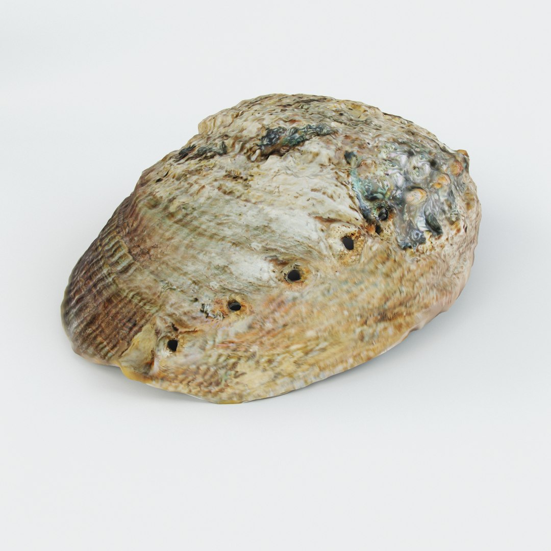 3ds max seashell ocean https://p.turbosquid.com/ts-thumb/AS/TFAZDa/2qfGGVdg/shell3/jpg/1419764245/1920x1080/fit_q87/d9f312cdf80e9d1ba78dfa0ad2849a570bb53388/shell3.jpg