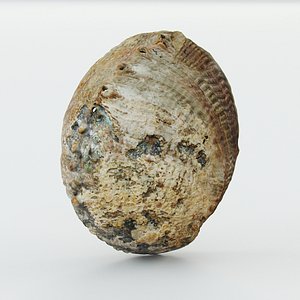 3ds max seashell ocean