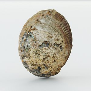 Shell Haliotis