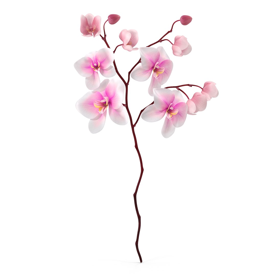 orchid 3 3d model https://p.turbosquid.com/ts-thumb/AS/dTdiw3/15u7Z2ia/orchid_3_flower_3d_model_01/jpg/1424104510/1920x1080/fit_q87/f9b668df6be8ddc372314ed5edbde538bb0c2a89/orchid_3_flower_3d_model_01.jpg