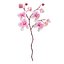 Orchidea 3
