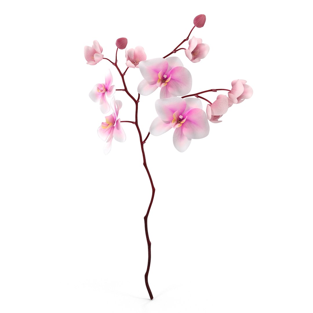 orchid 3 3d model https://p.turbosquid.com/ts-thumb/AS/dTdiw3/2C1Km89f/orchid_3_flower_3d_model_08/jpg/1424104510/1920x1080/fit_q87/159337bd828306c1b4aa2b639d48b8b4882ca2d8/orchid_3_flower_3d_model_08.jpg