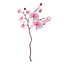 Orchidea 3