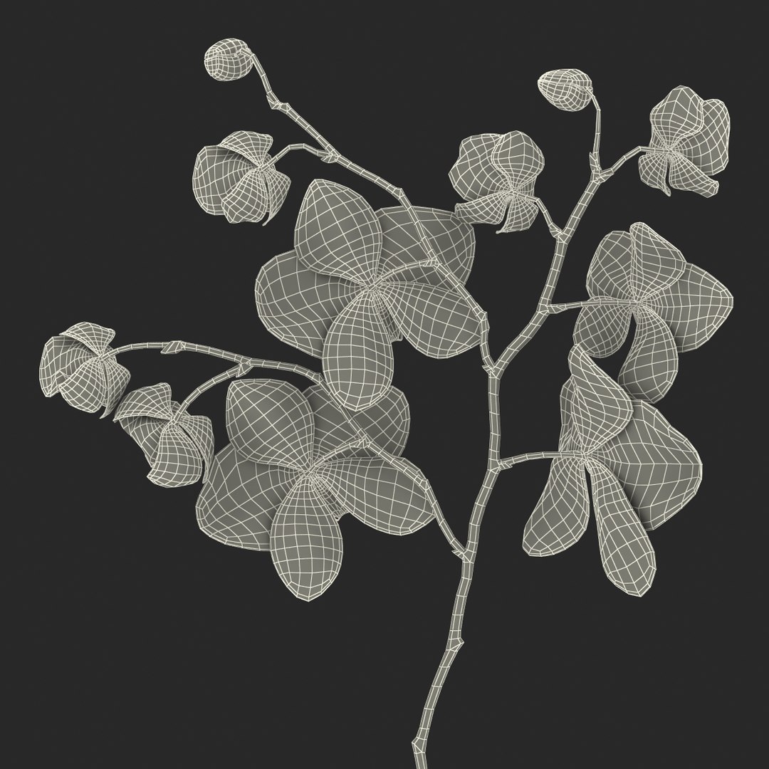 orchid 3 3d model https://p.turbosquid.com/ts-thumb/AS/dTdiw3/2gDReJU5/orchid_3_flower_3d_model_24/jpg/1424104510/1920x1080/fit_q87/1695851785b0e02797ecc9566935043d78adadf3/orchid_3_flower_3d_model_24.jpg