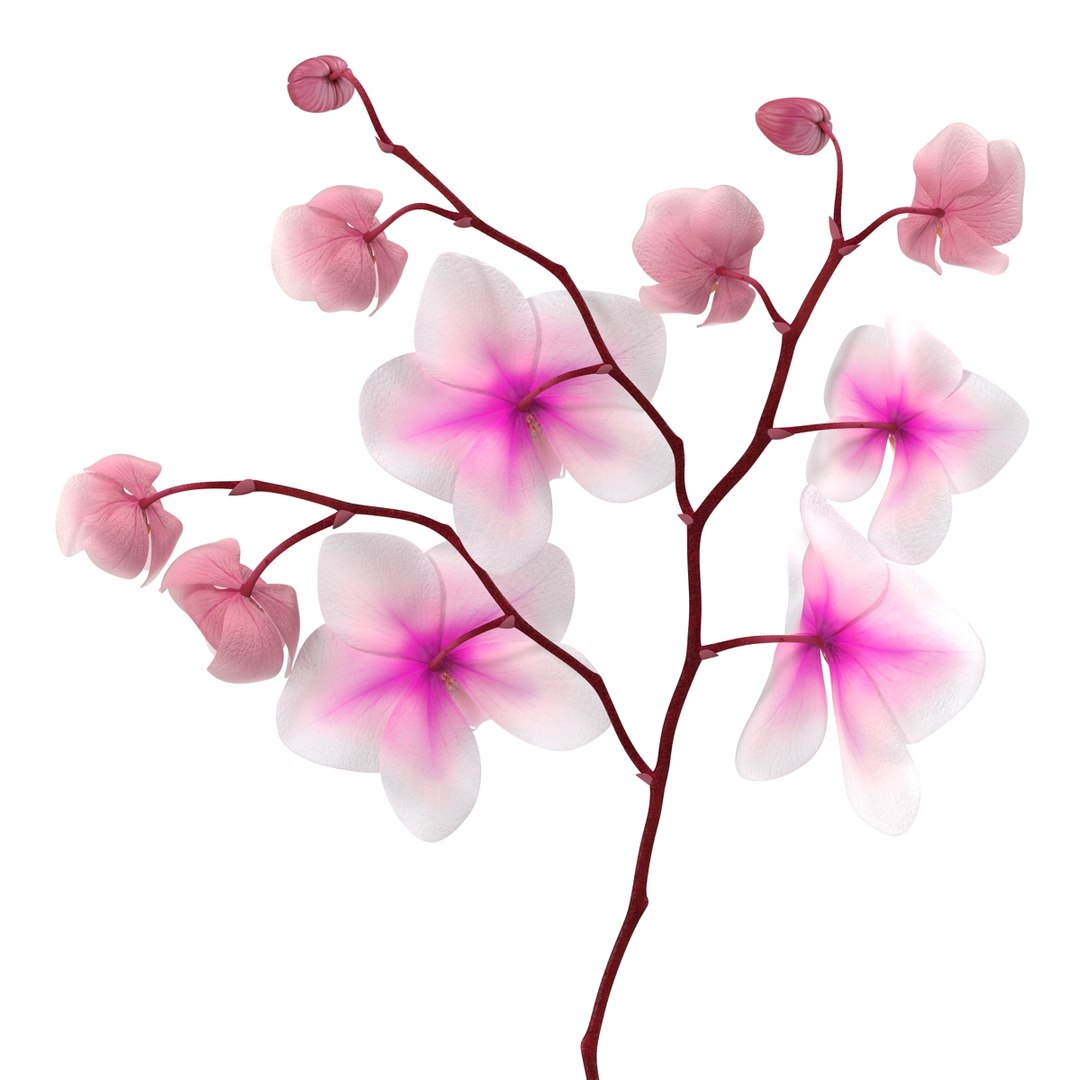 orchid 3 3d model https://p.turbosquid.com/ts-thumb/AS/dTdiw3/3ADwXxnO/orchid_3_flower_3d_model_11/jpg/1424104510/1920x1080/fit_q87/3f920c638eb82ed4e93ffe855b1b5643f20c9dcb/orchid_3_flower_3d_model_11.jpg