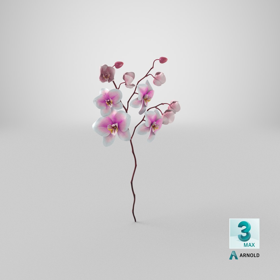 orchid 3 3d model https://p.turbosquid.com/ts-thumb/AS/dTdiw3/78/stemcell_max_arnold_render/png/1663850672/1920x1080/fit_q87/7b6bbbf83efe9aa29a426c122a26e0ba8b4dc36e/stemcell_max_arnold_render.jpg