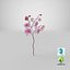 Orchidea 3